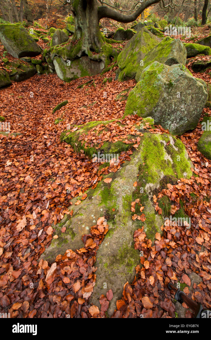 autumn-at-padley-gorge-peak-district-derbyshire-england-uk-stock-photo