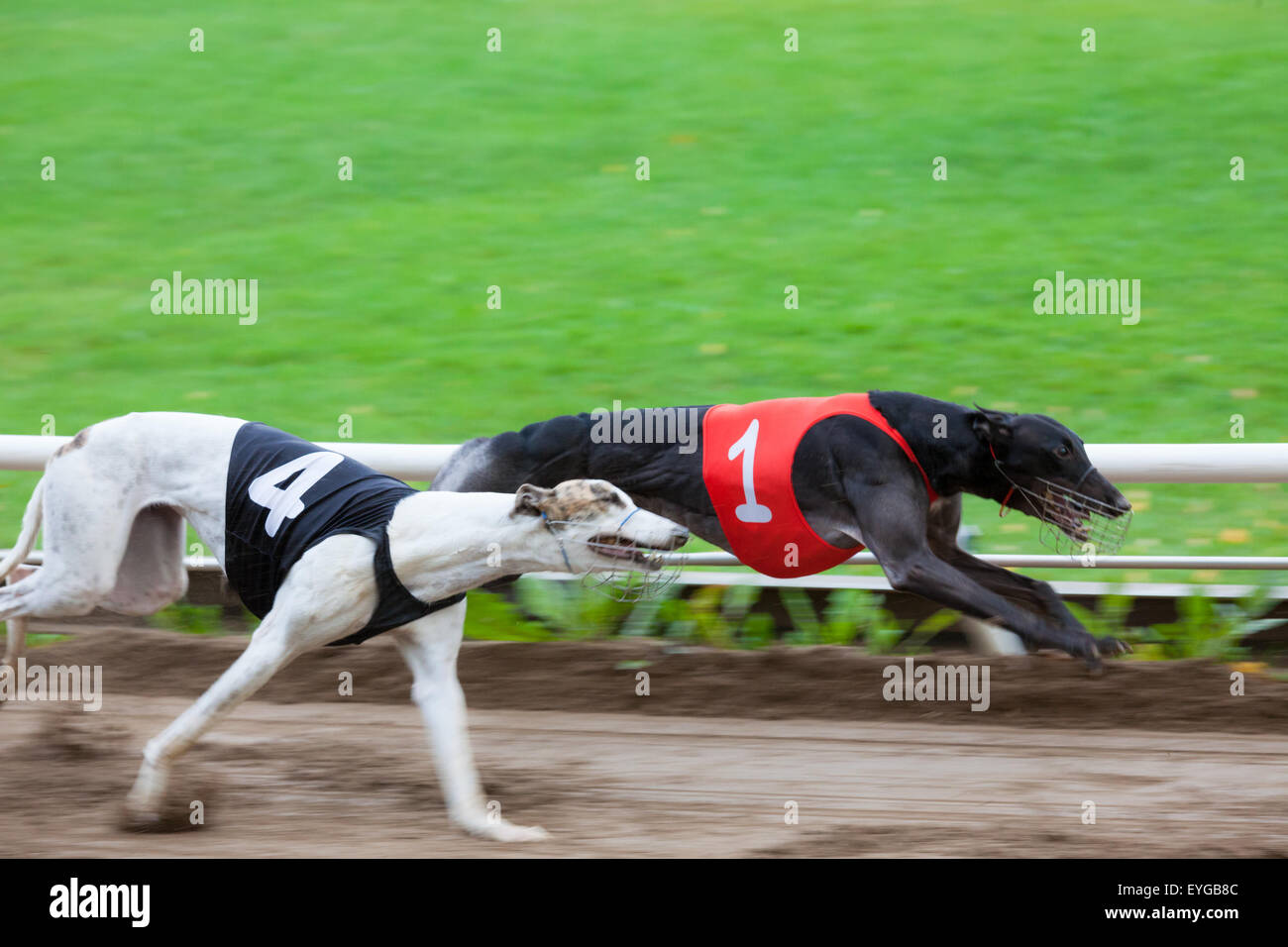 Greyhound dogs racing stock photo alamy