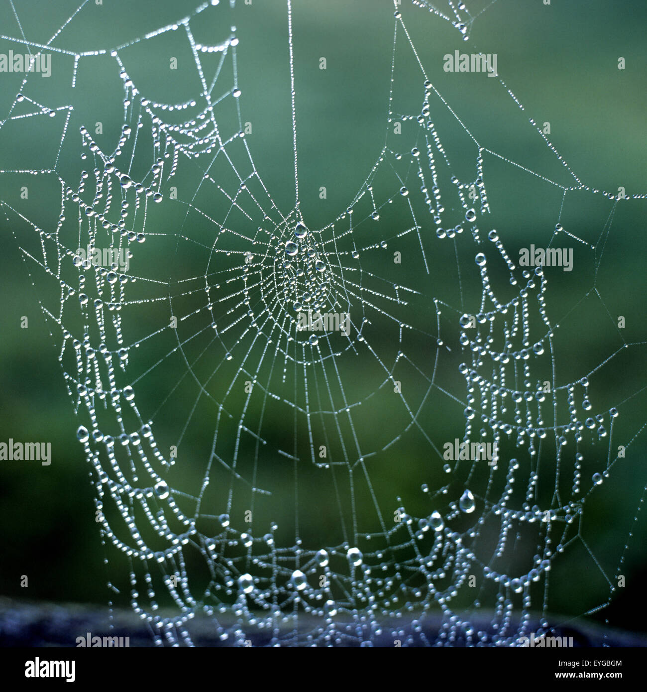 Spinnennetz; Tau, Tautropfen, Landschaft Stock Photo