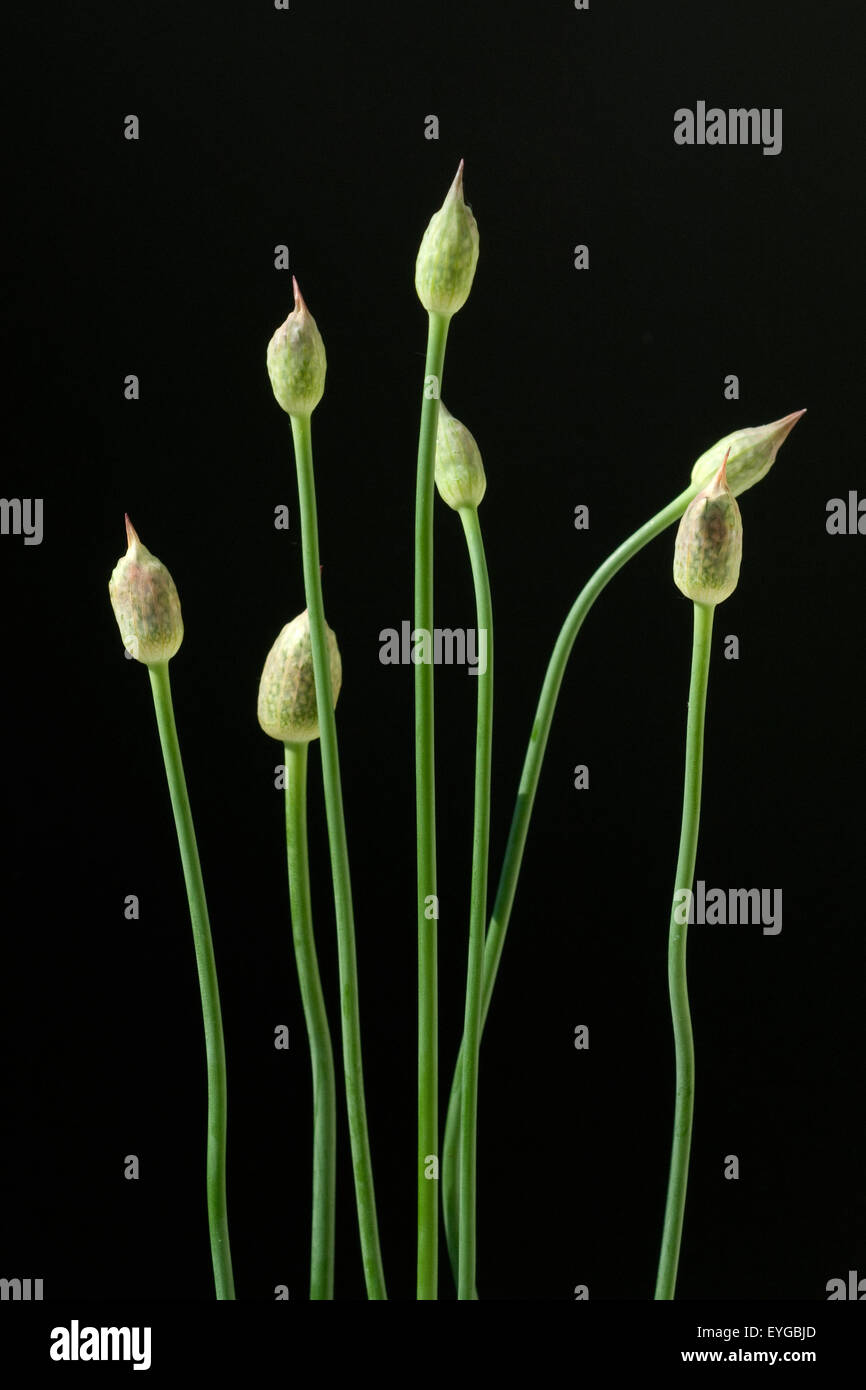 Zierlauchknospen, Allium, Knospe, Stock Photo