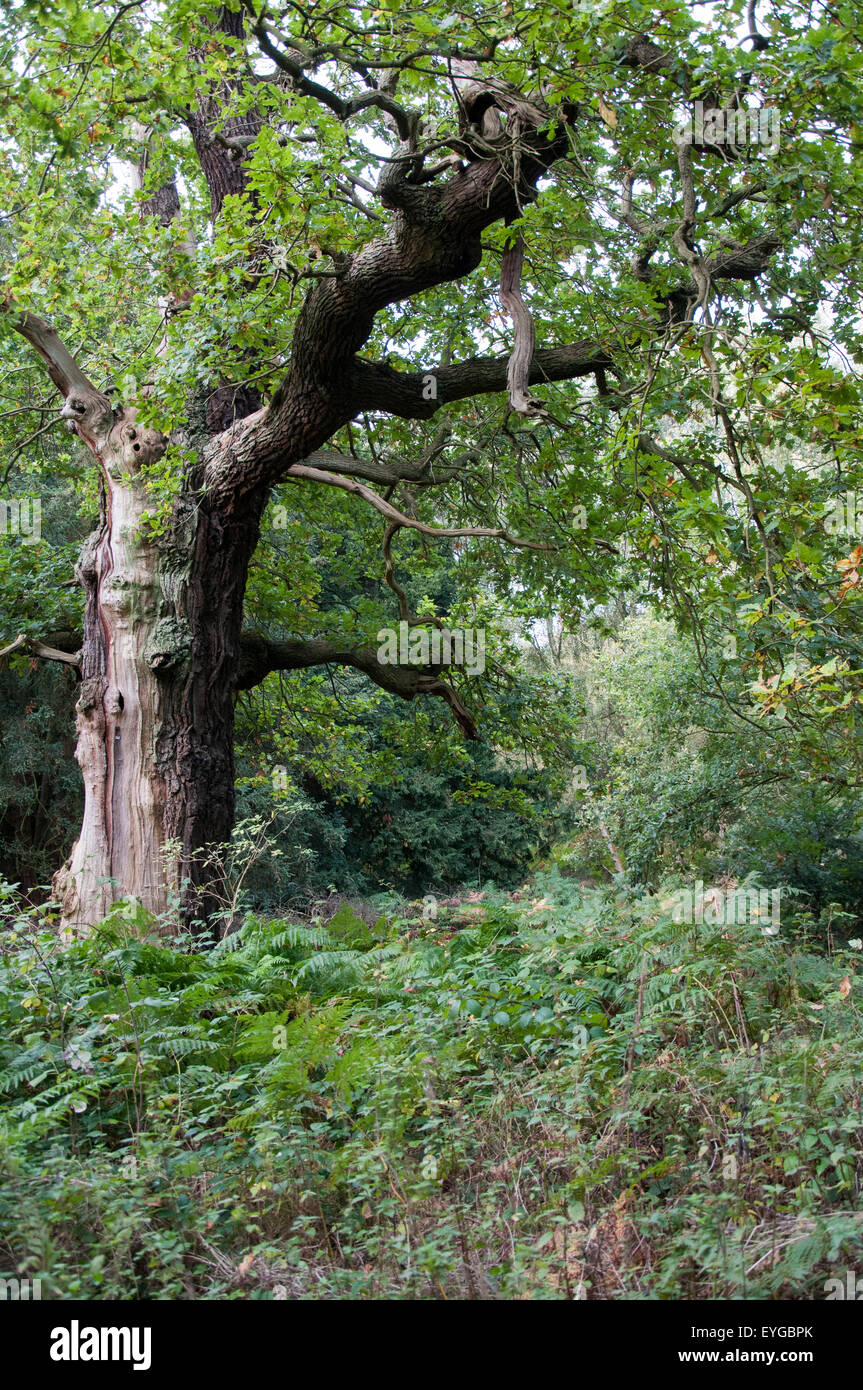 Edwinstowe mansfield sherwood forest nottinghamshire hires stock