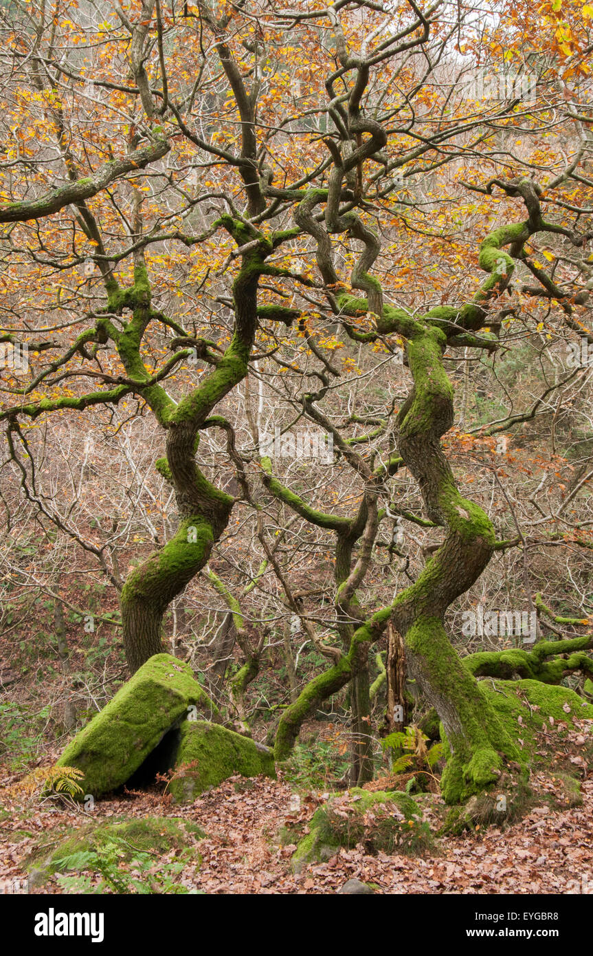 Two ancient trees in autumn woodland at Padley Gorge, Peak District Derbyshire England UK Stock Photo