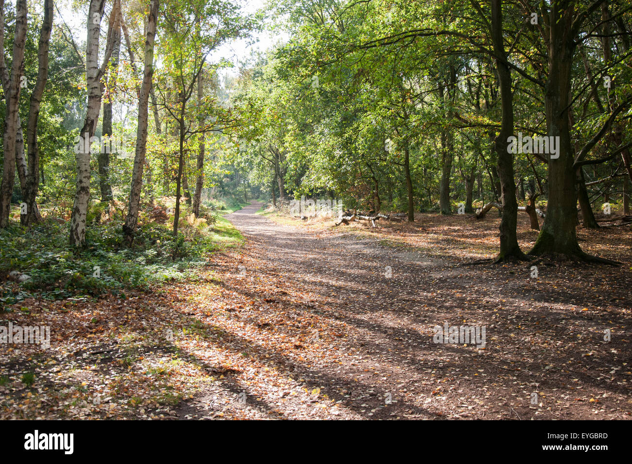Autumn at Sherwood Forest National Nature Reserve, Edwinstowe