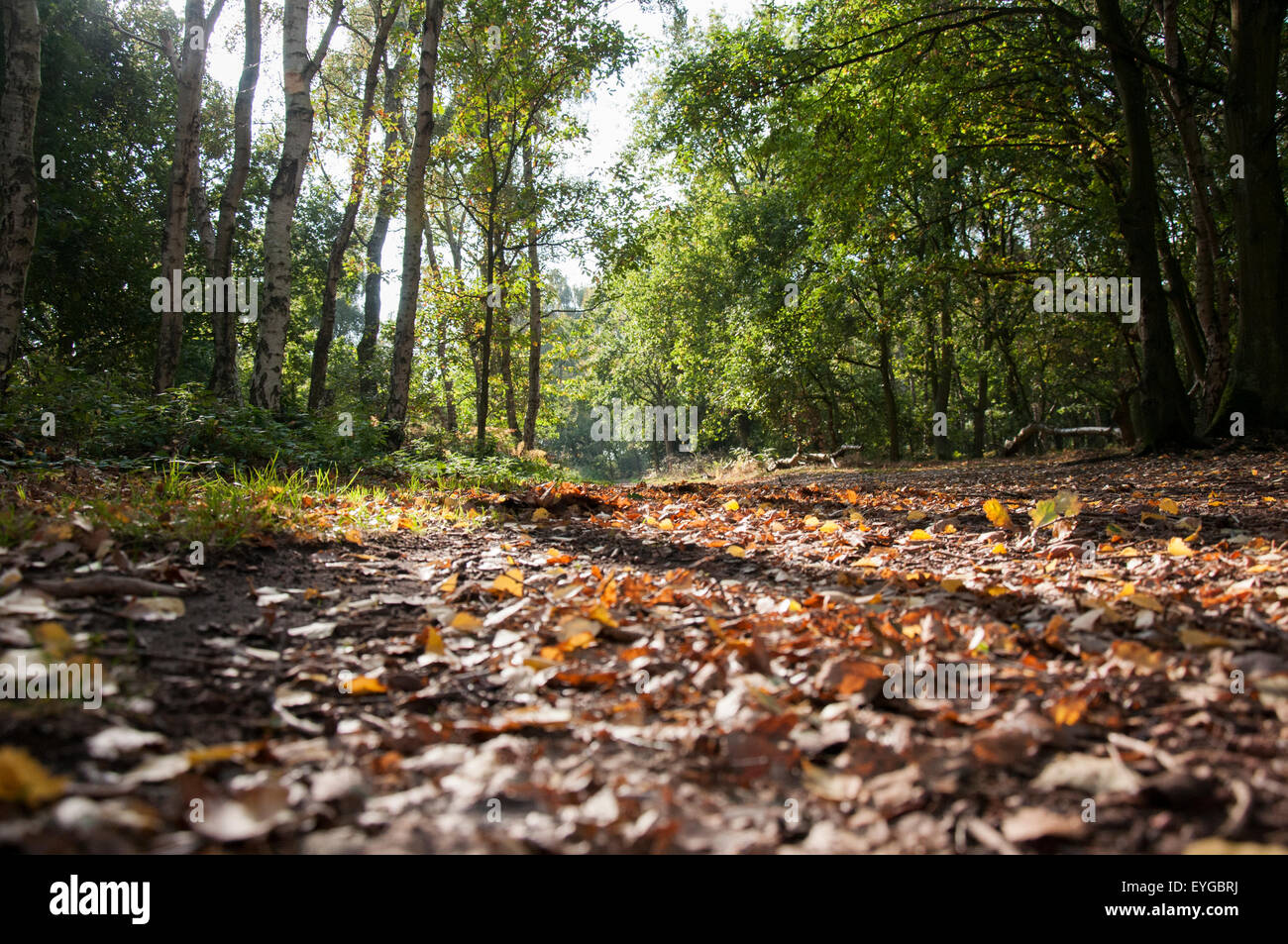 Autumn at Sherwood Forest National Nature Reserve, Edwinstowe
