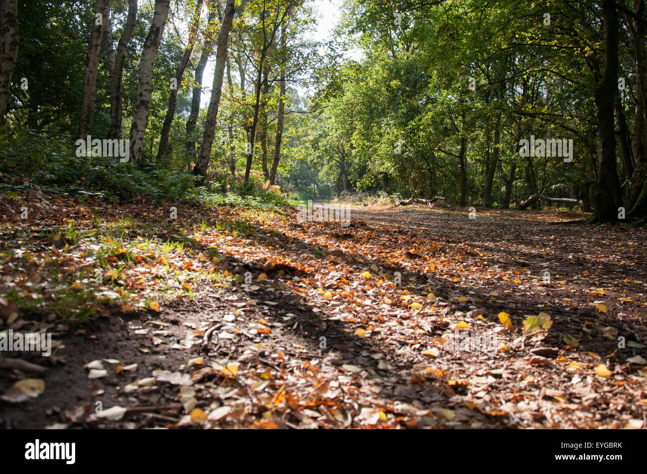 Autumn at Sherwood Forest National Nature Reserve, Edwinstowe