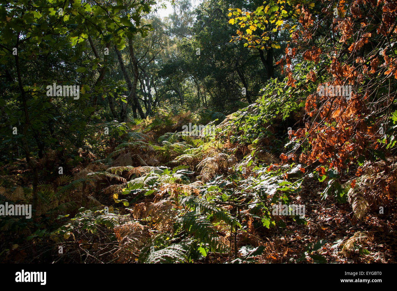 Edwinstowe mansfield sherwood forest nottinghamshire hires stock