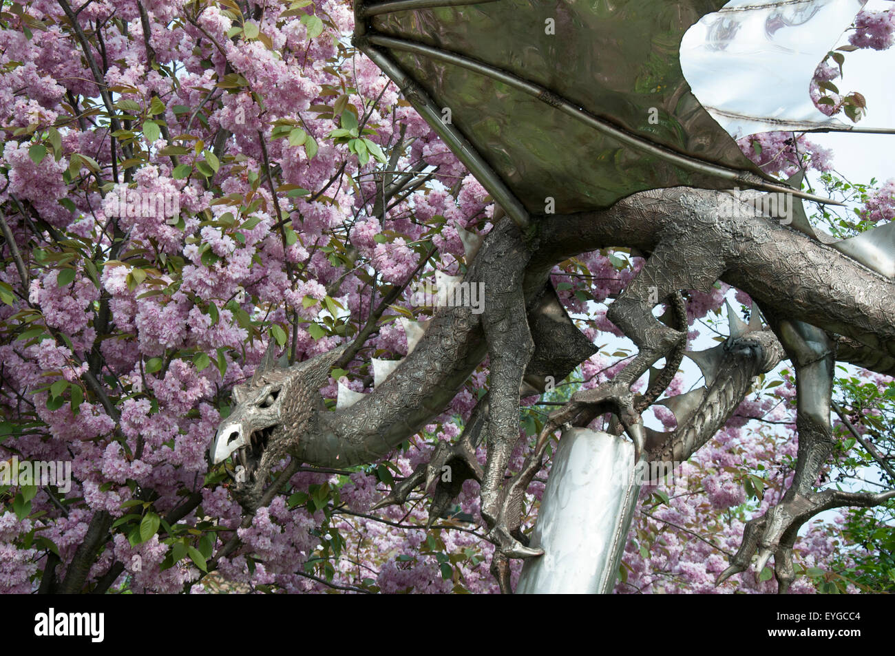 The Sneinton Dragon surrounded by pink spring blossom, Nottinghamshire England UK Stock Photo