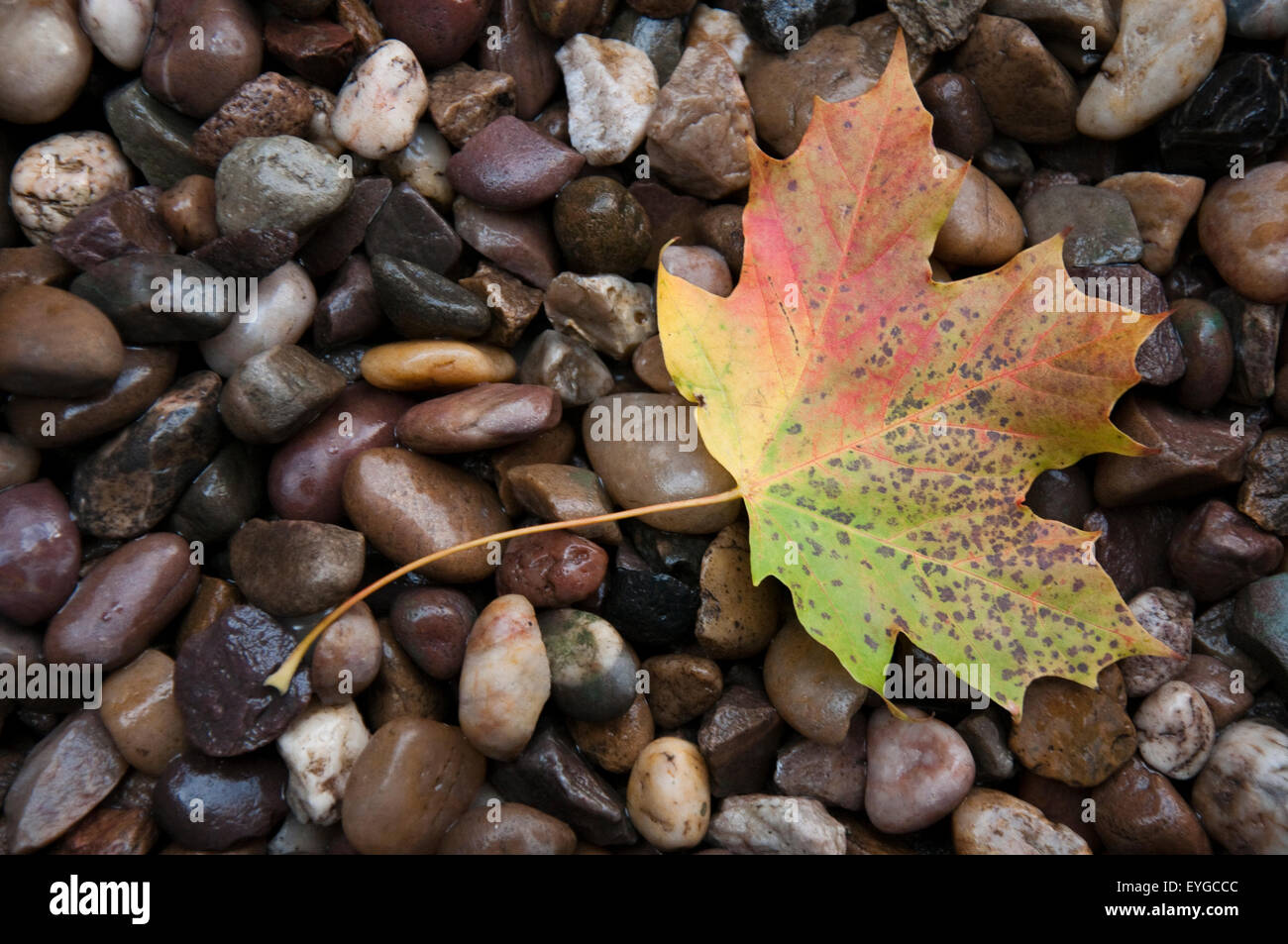 Single autumn leaf on wet pebbles. Stock Photo