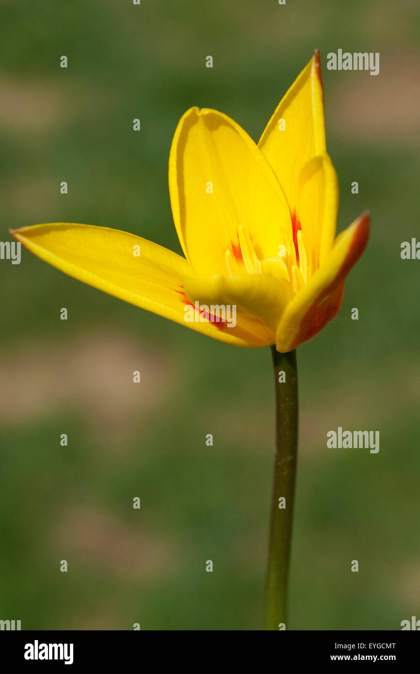 Lieblichbluehende, bluehende, Tulpe, Stock Photo