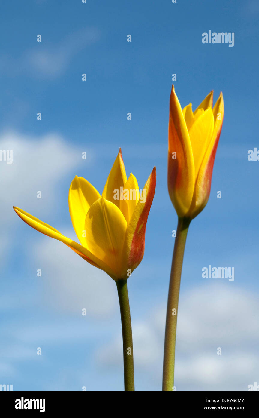 Lieblichbluehende, bluehende, Tulpe, Stock Photo