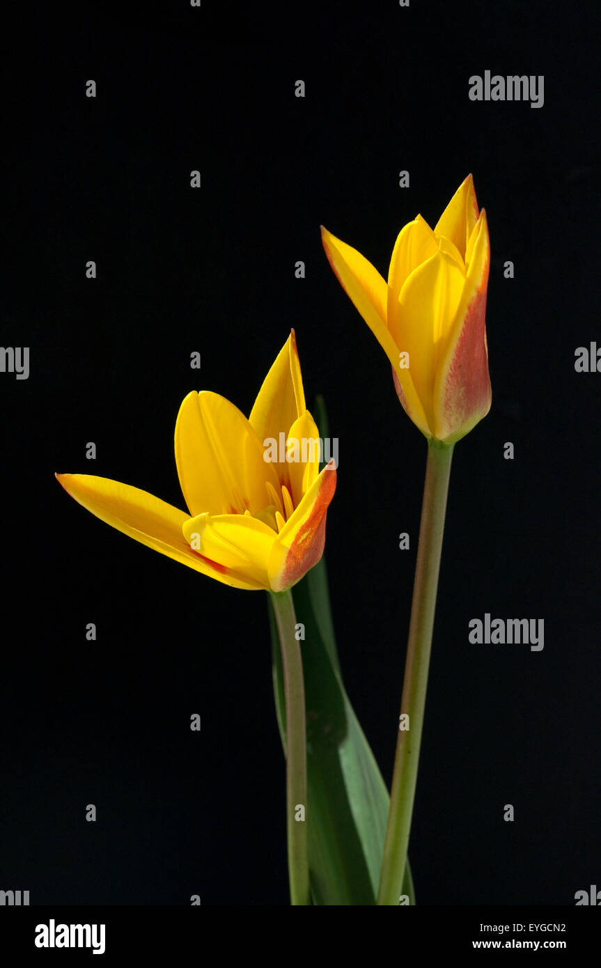 Lieblichbluehende, bluehende, Tulpe, Stock Photo