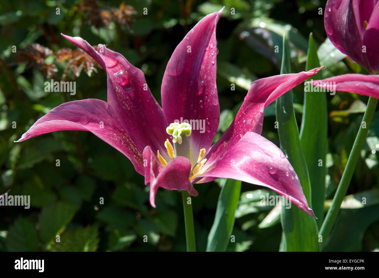 Lilienbluetige Tulpen; Maytime Stock Photo