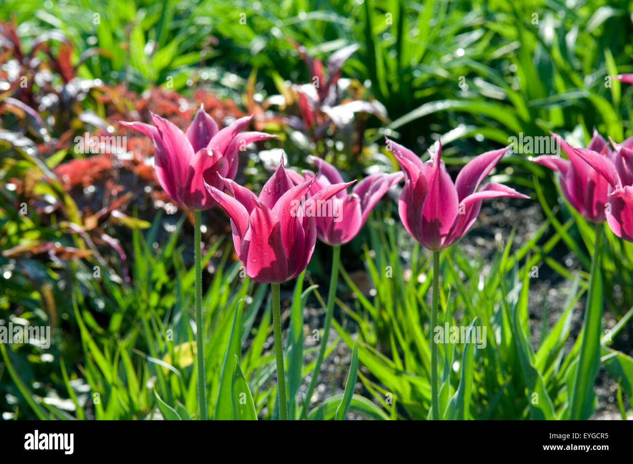 Lilienbluetige Tulpen; Maytime Stock Photo