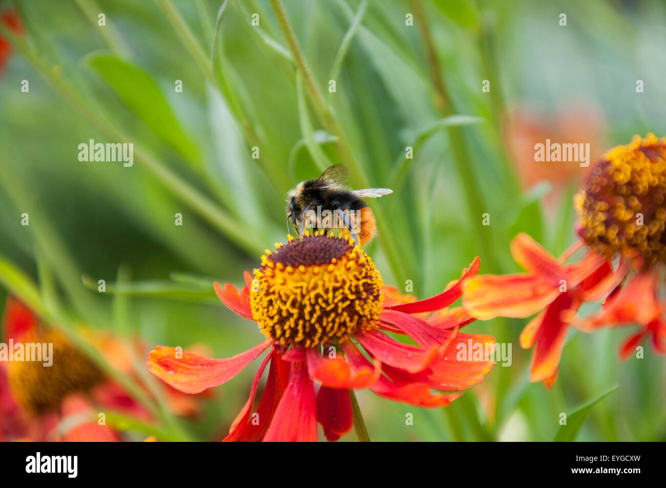 Orange Helenium Flowers, Nottinghamshire England UK Stock Photo Alamy