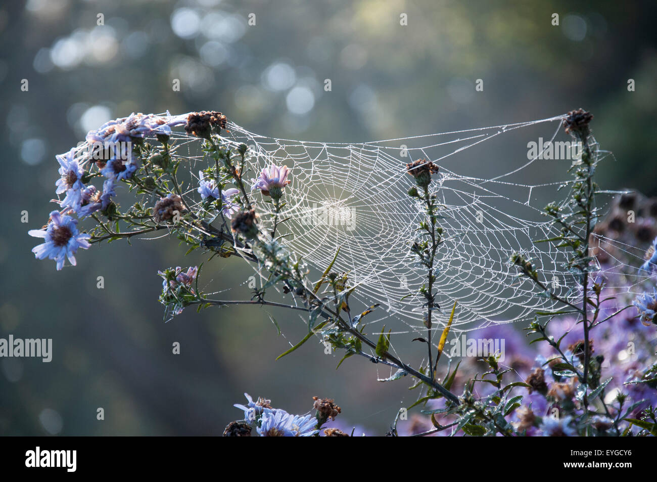 A spiders web caught in the cold winter morning light, Peak District