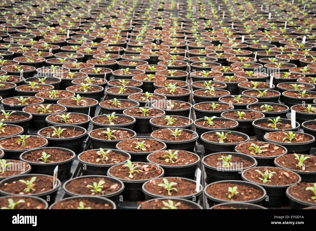 Pots of seedlings growing inside a plant nursery in Nottingham, England ...