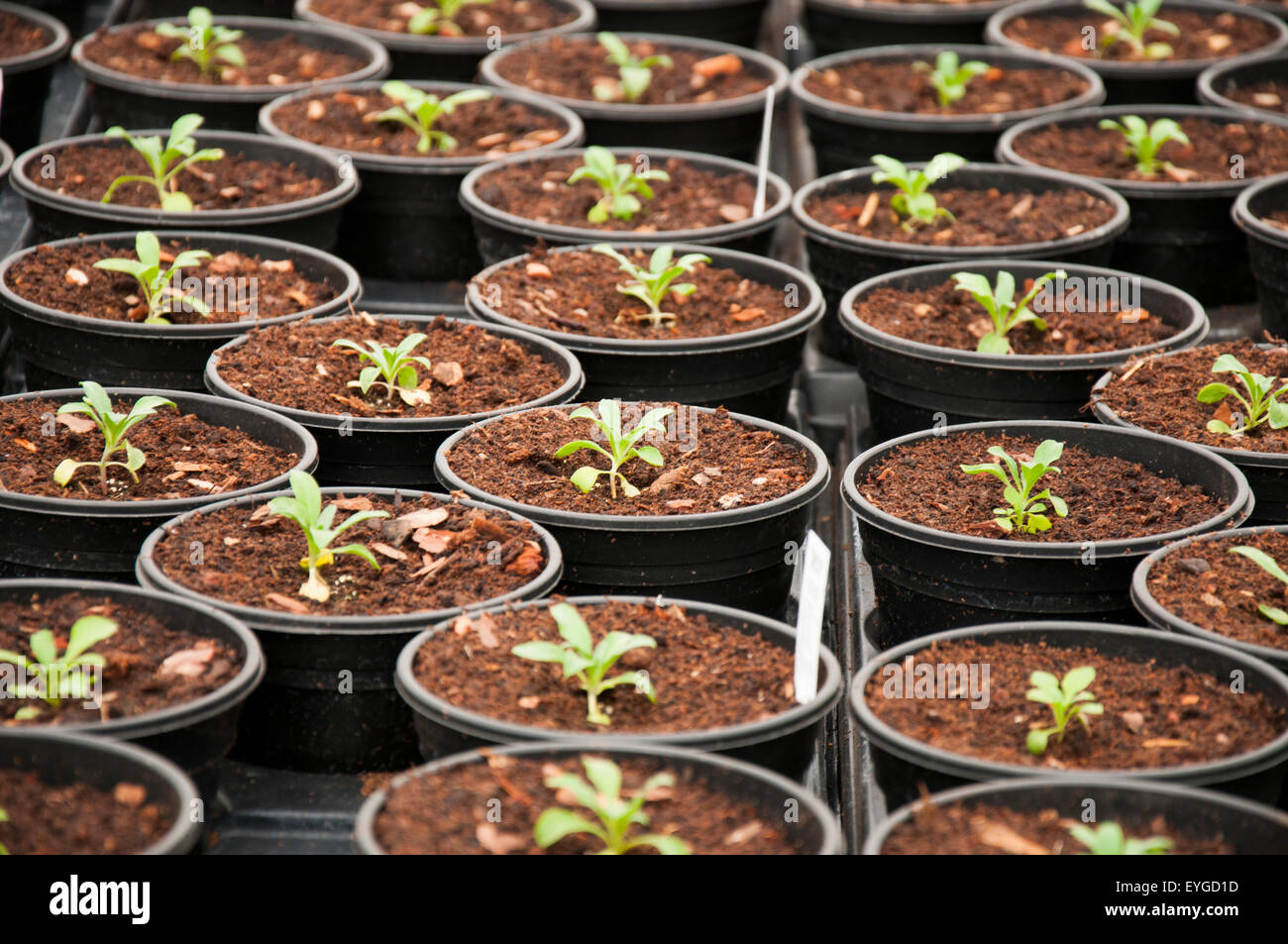 Pots of seedlings growing inside a plant nursery in Nottingham, England ...