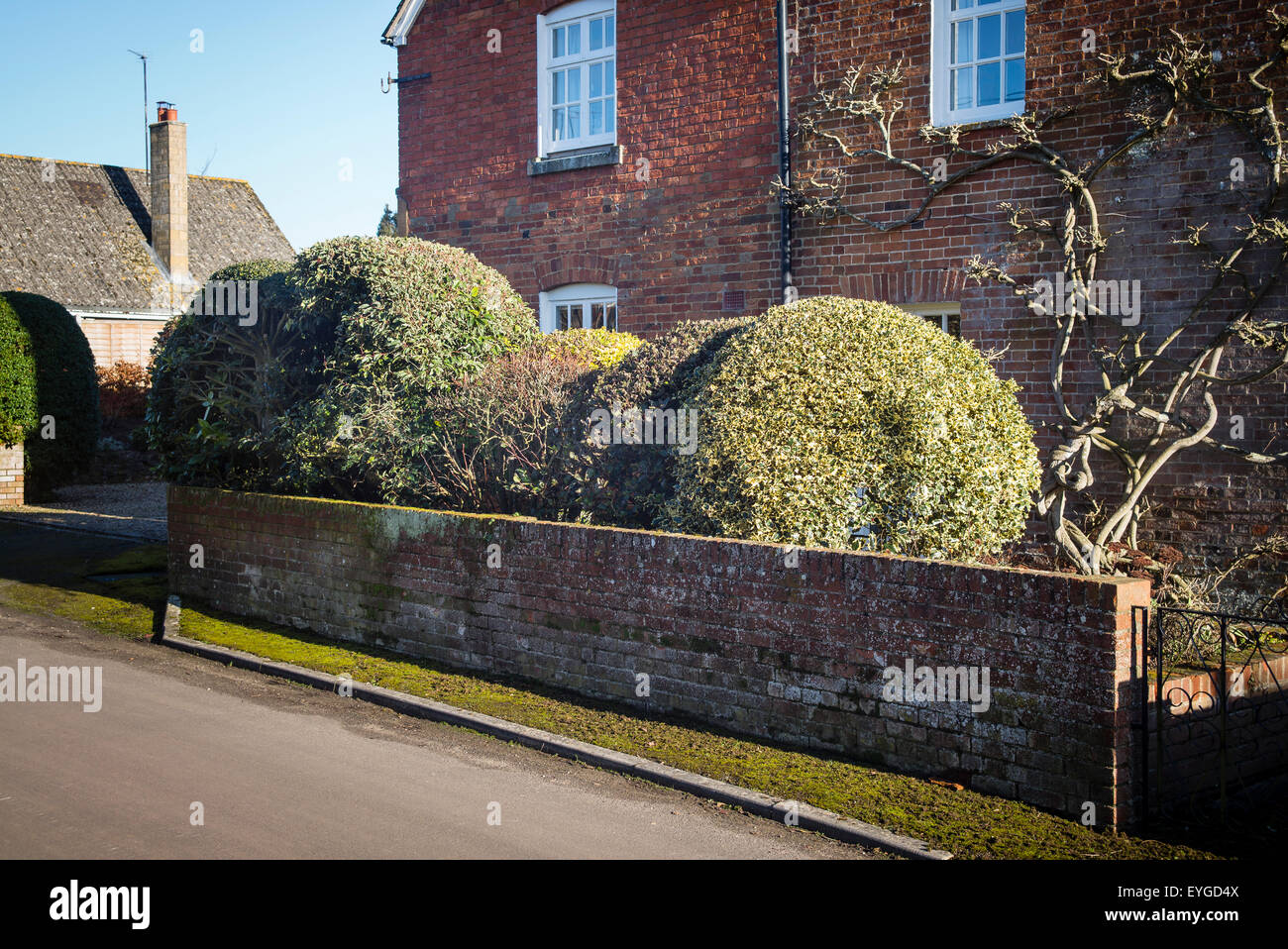Spherical shaped shrubs populate a small front garden in a village house in UK Stock Photo