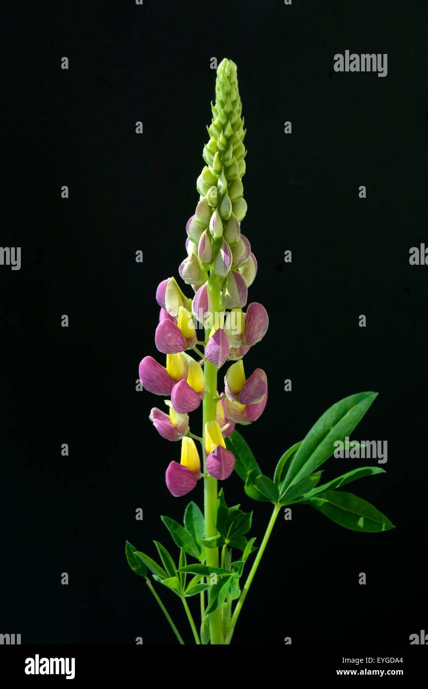 Lupine; Lupinus angustifolius Stock Photo