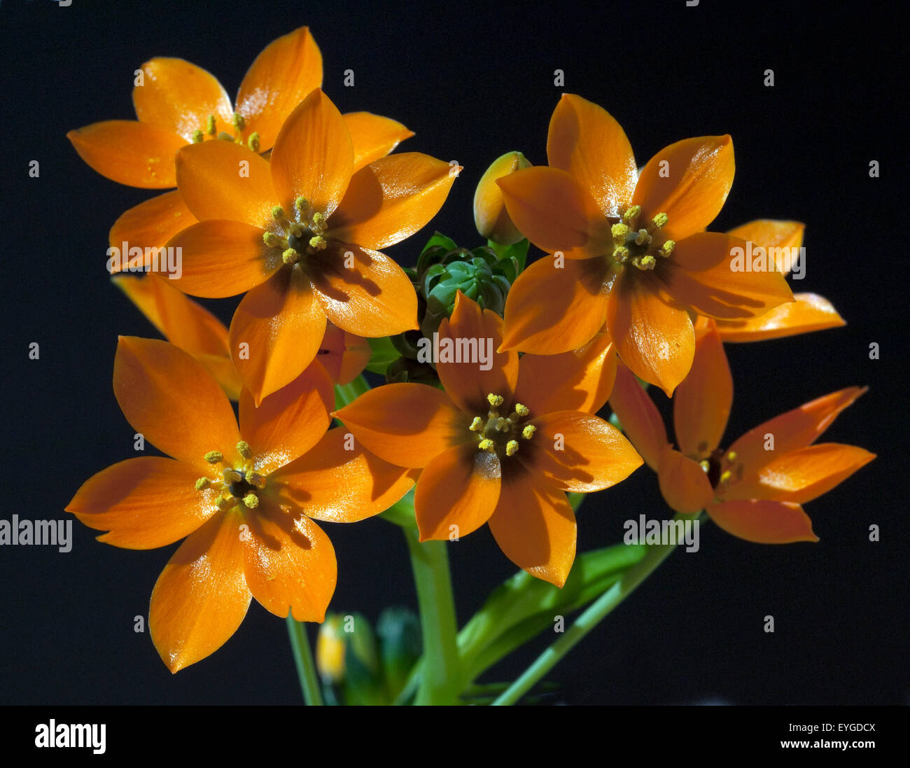 Milchsterne, Ornithogalum, Dubium, Stock Photo