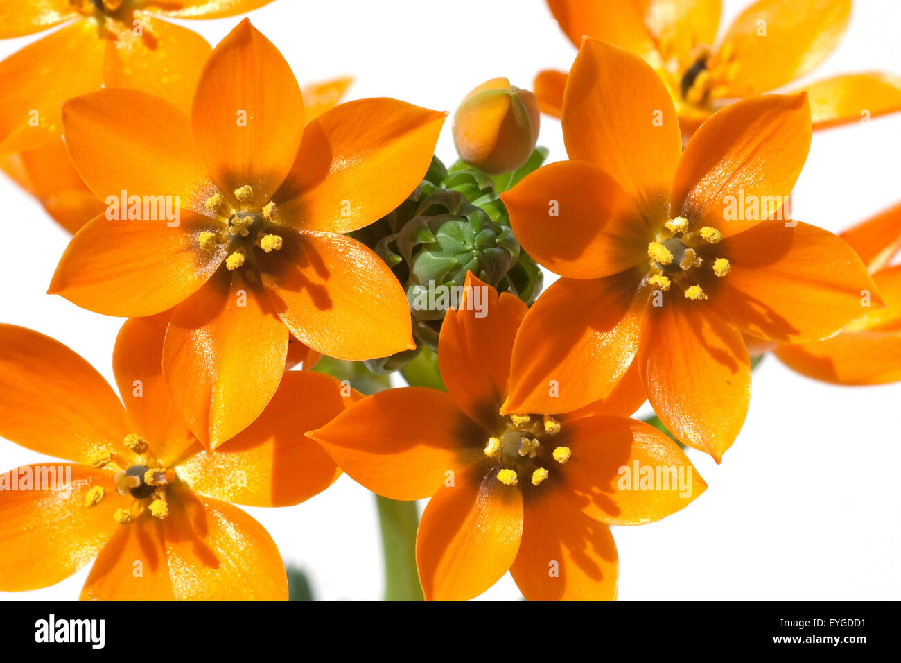 Milchsterne, Ornithogalum, Dubium, Stock Photo