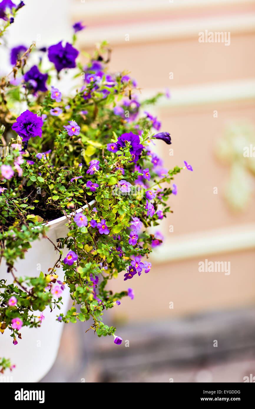 flowers in pot Stock Photo Alamy