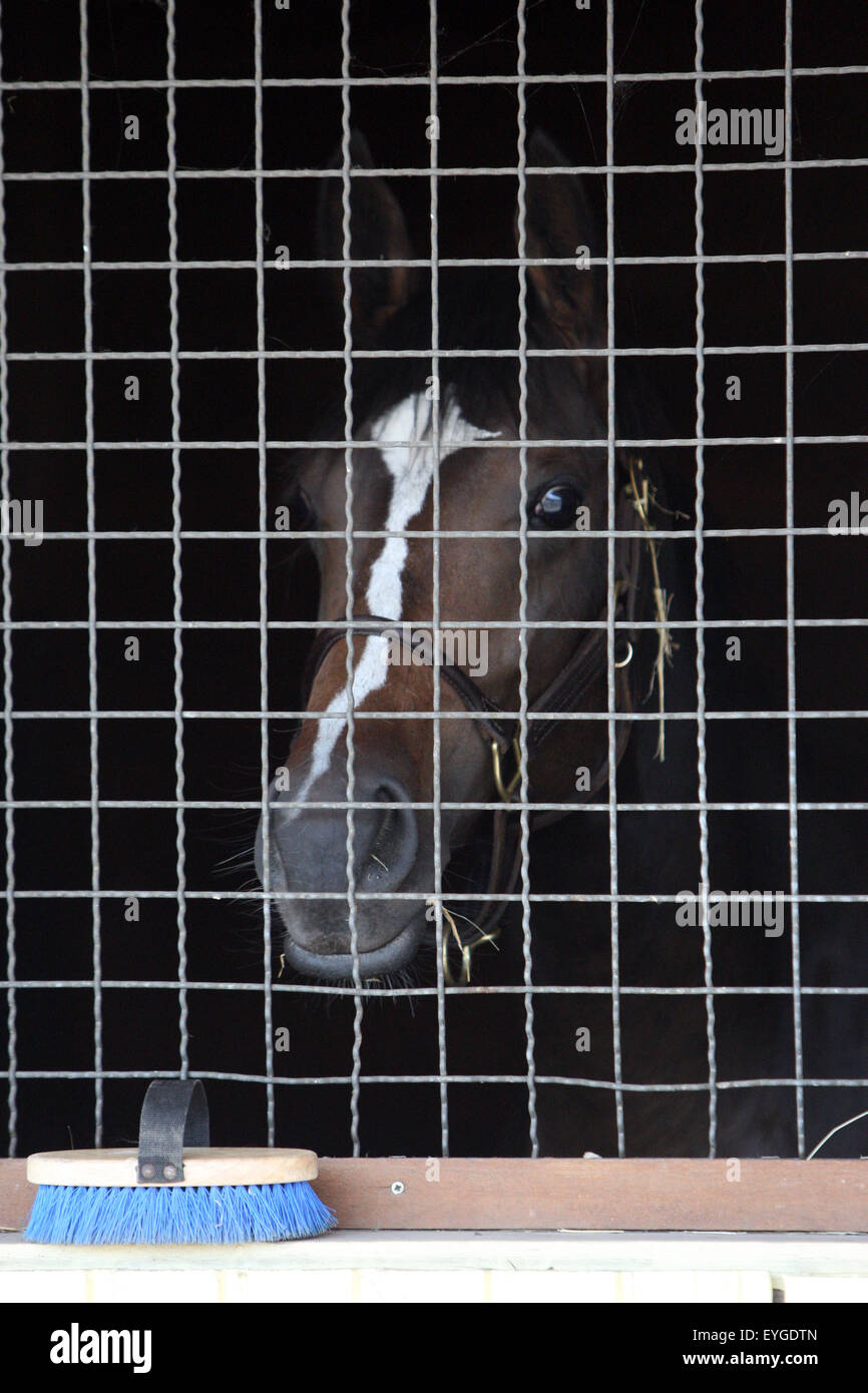Iffezheim, Germany, a horse looks through the bars of his box Stock Photo