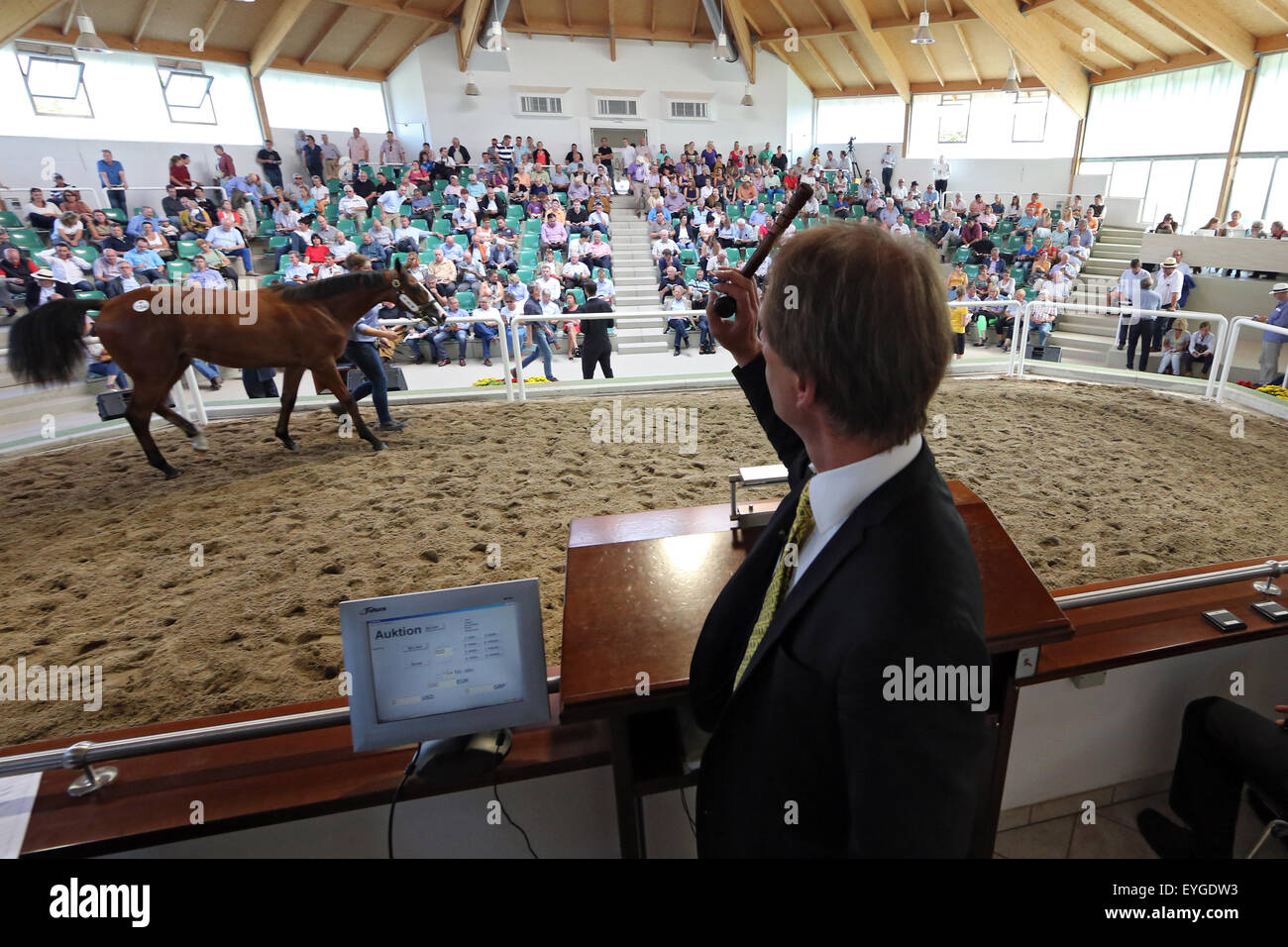 Iffezheim, Germany, a horse will be auctioned off at auction Stock Photo