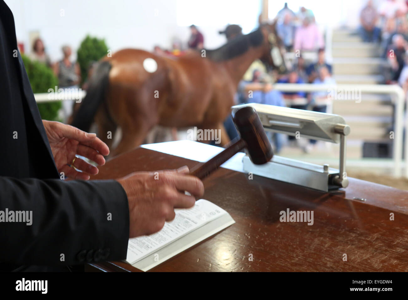 Iffezheim, Germany, Symbolfoto, a horse will be auctioned off at auction Stock Photo