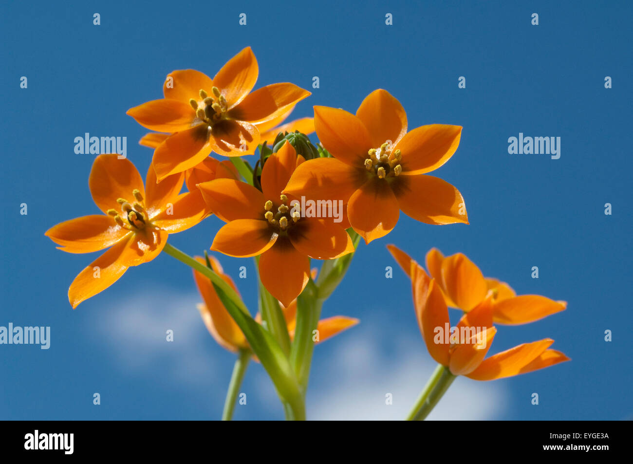 Milchsterne, Ornithogalum, Dubium, Stock Photo