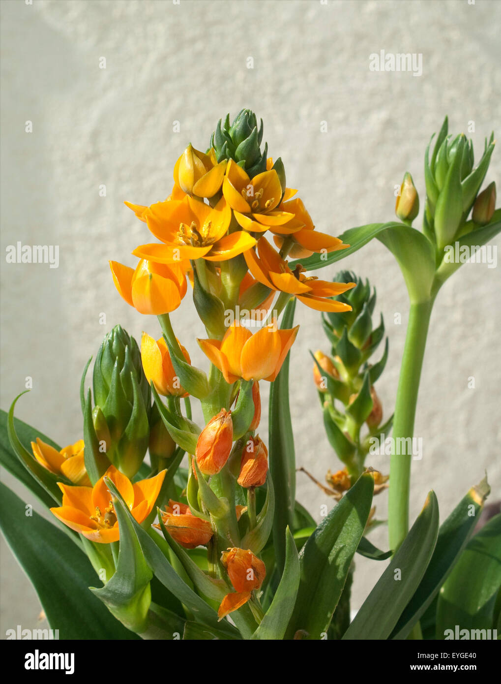 Milchsterne, Ornithogalum, Dubium, Stock Photo