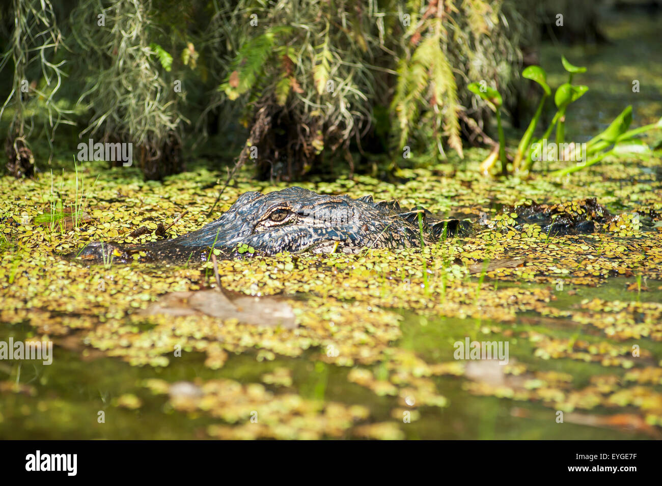 USA, Louisiana, Alligator in swamps; Breaux Bridge Stock Photo