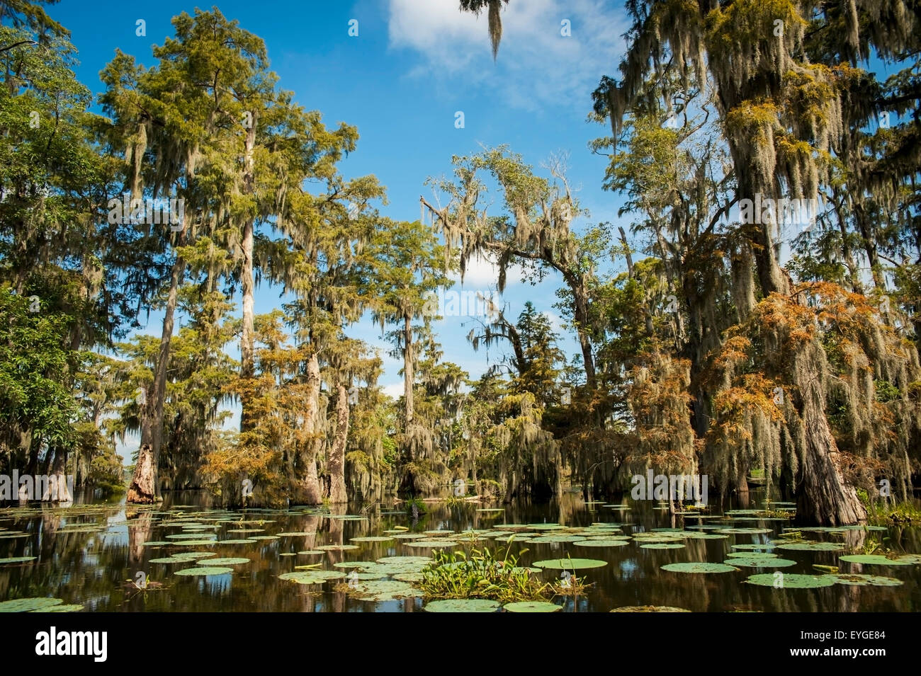 USA, Louisiana, Swamp landscape; Breaux Bridge Stock Photo - Alamy