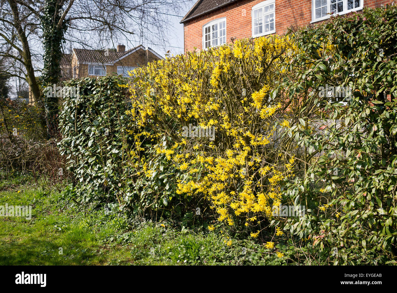 Mixed shrubs and trees form an interesting boundary hedge Stock Photo