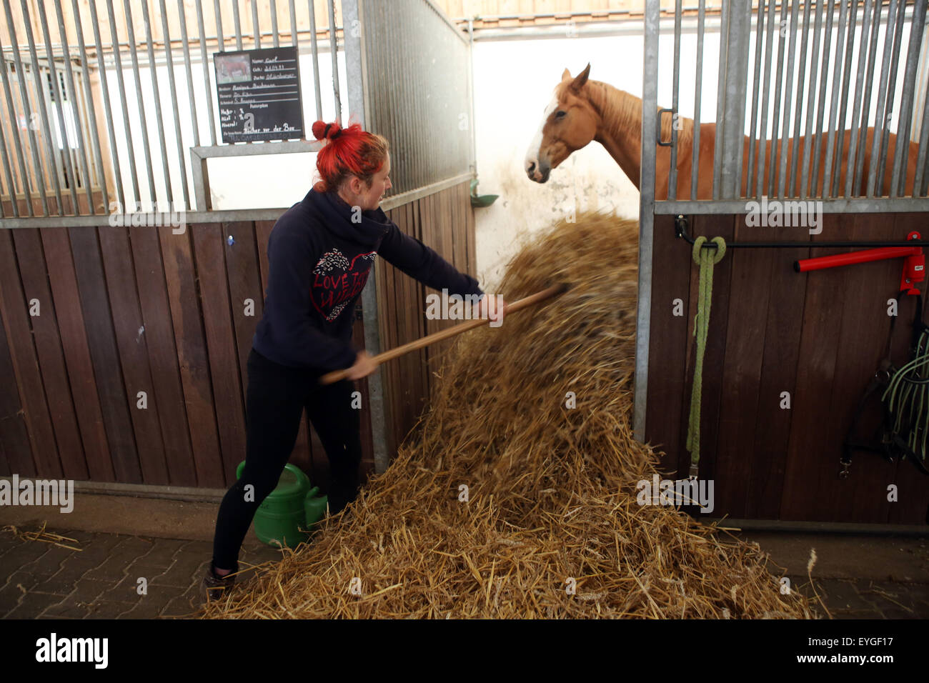 Oberoderwitz, Germany, Pferdewirtin pushes straw in a horse box Stock Photo