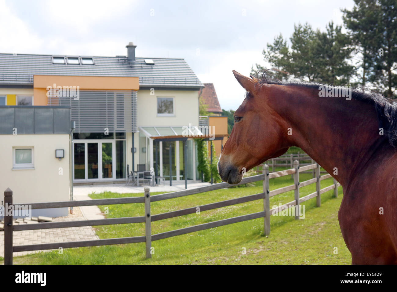 Oberoderwitz, Germany, horse in a paddock in front of two detached houses Stock Photo