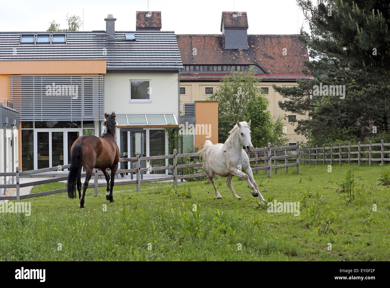 Oberoderwitz, Germany, horses in a paddock in front of two detached houses Stock Photo