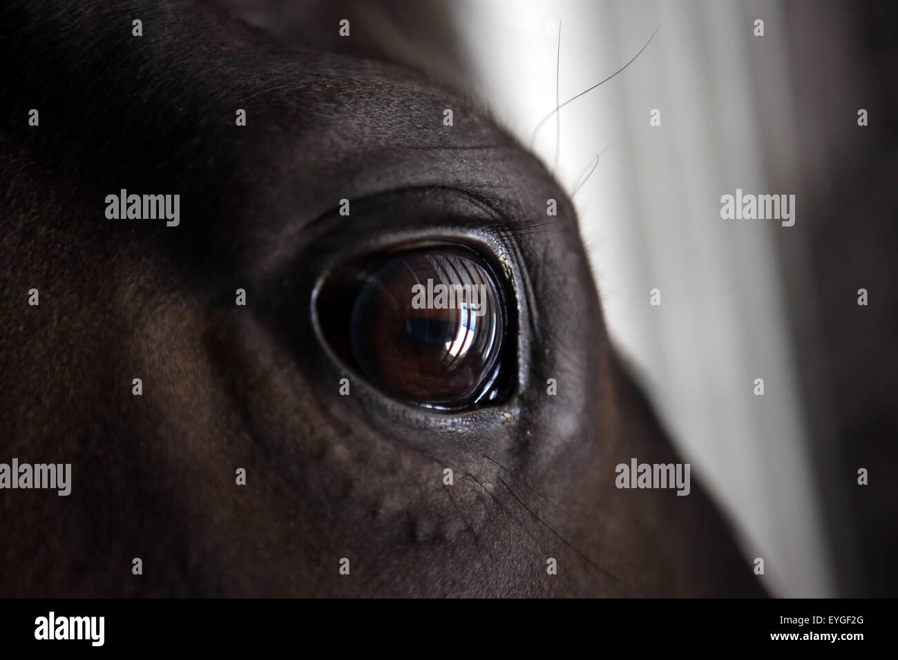Oberoderwitz, Germany, Gitterstaebe a box are reflected in the eye of a horse Stock Photo