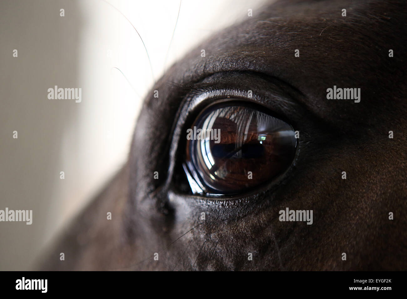Oberoderwitz, Germany, Gitterstaebe a box are reflected in the eye of a horse Stock Photo