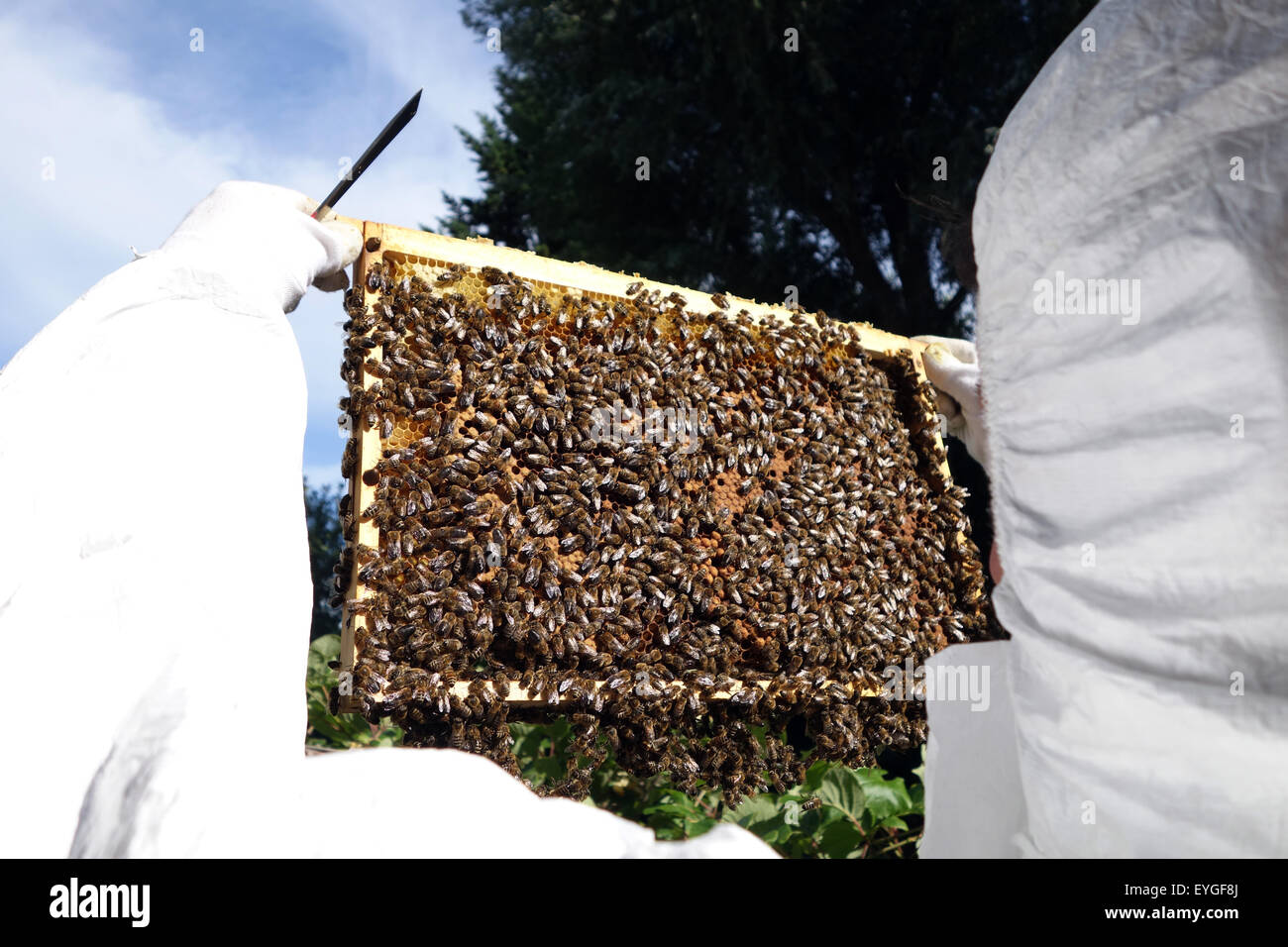 Berlin, Germany, beekeeper inspects a honeycomb of his bee colony Stock Photo