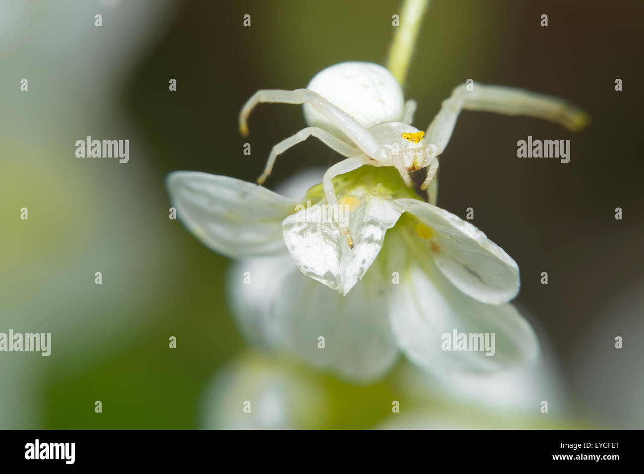 Arachnida arachn hi-res stock photography and images - Alamy