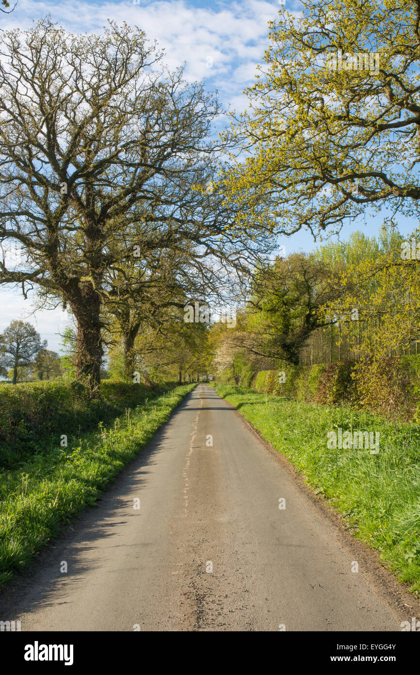 Straight narrow country lane hi-res stock photography and images - Alamy
