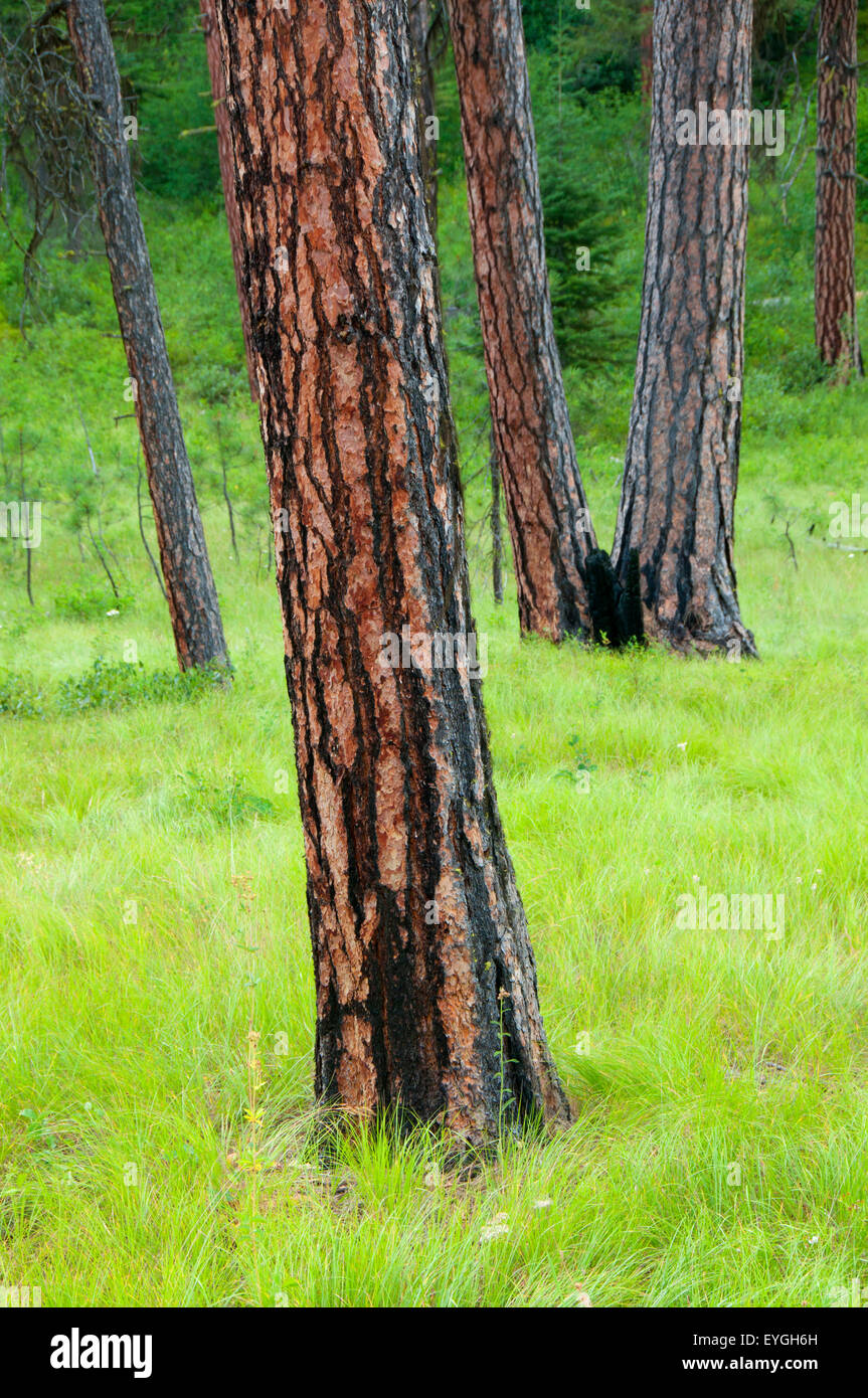 Pine Mountain Moss Blanket Stock Photo - Download Image Now