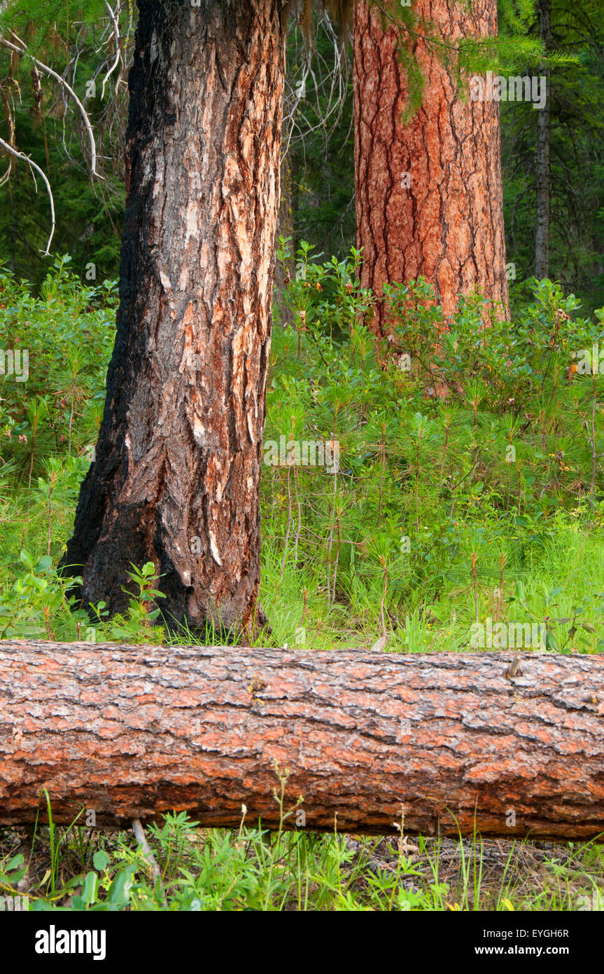 Larch and ponderosa pine (Pinus ponderosa) along Imnaha River Trail, Hells Canyon National Recreation Area, Oregon Stock Photo