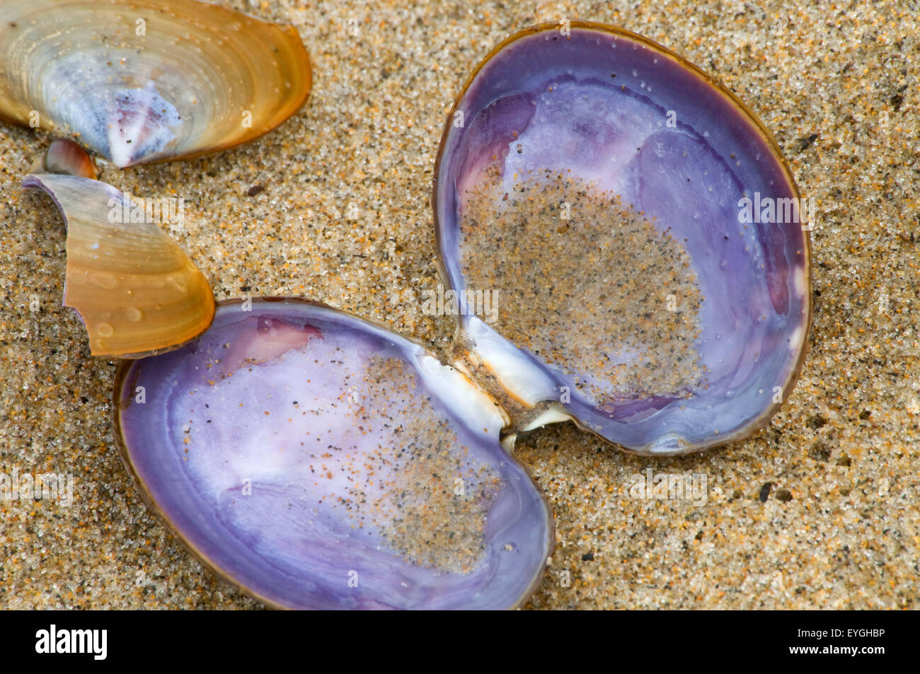 Clam shells, Clay Myers State Park, Oregon Stock Photo Alamy