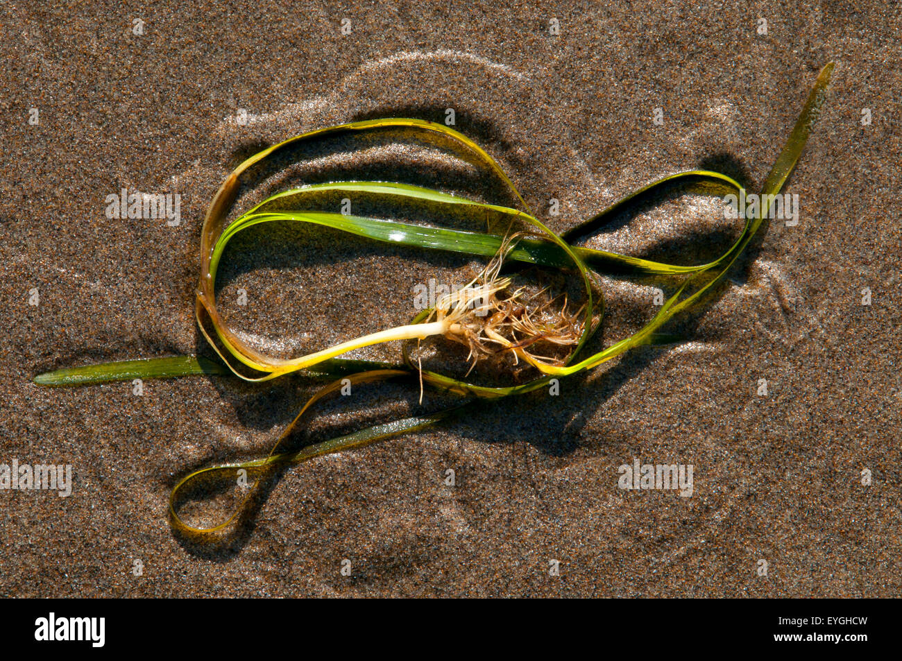 Eel grass, Cape Lookout State Park, Oregon Stock Photo Alamy