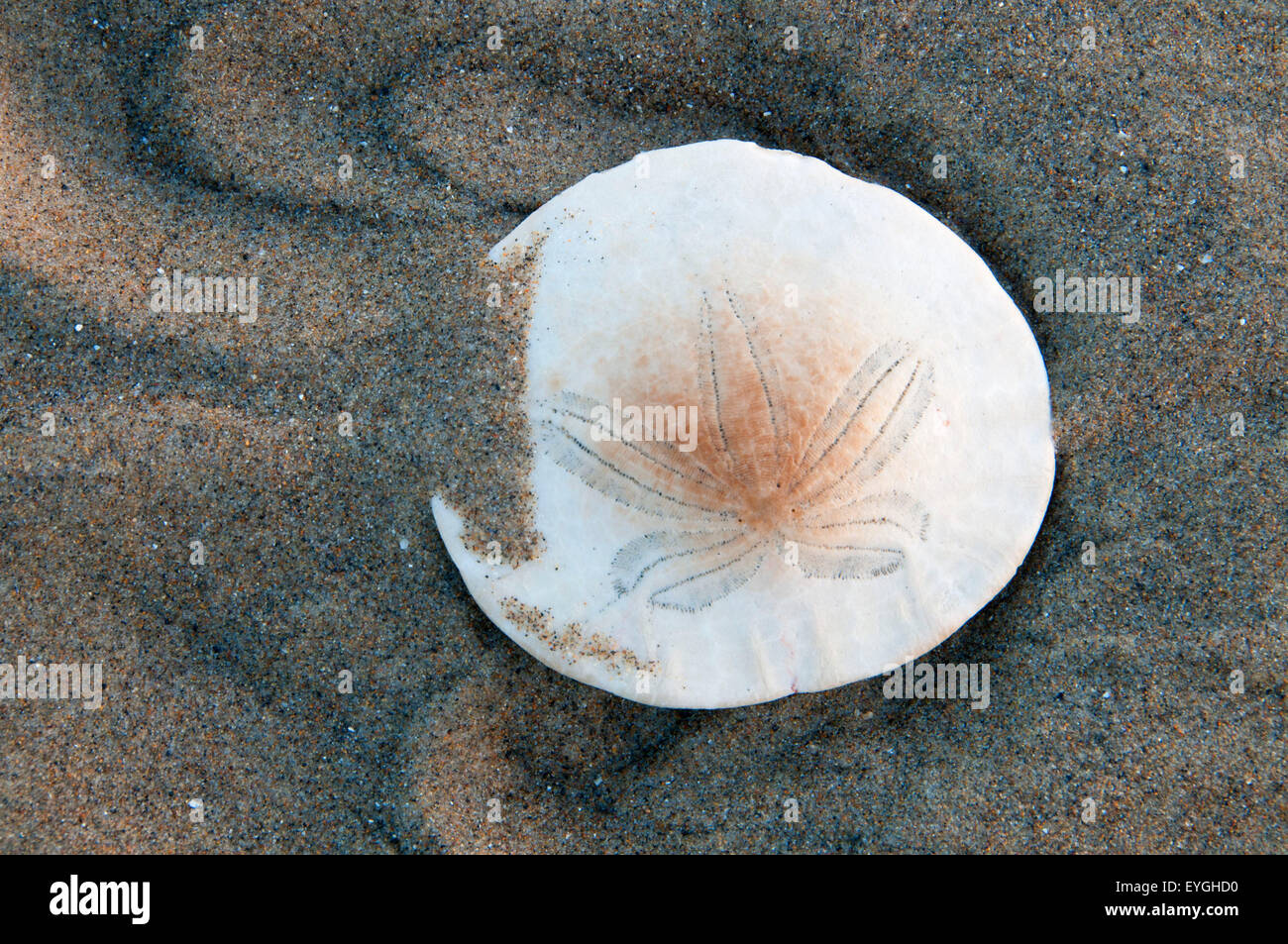 Sand dollar, Cape Lookout State Park, Oregon Stock Photo