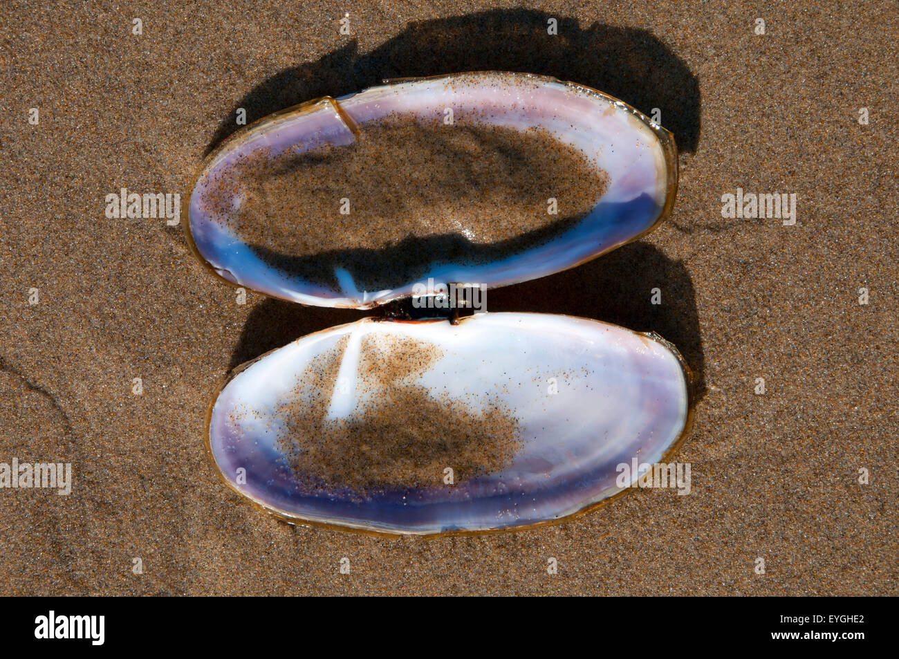 Razor clam shells, Cape Lookout State Park, Oregon Stock Photo Alamy