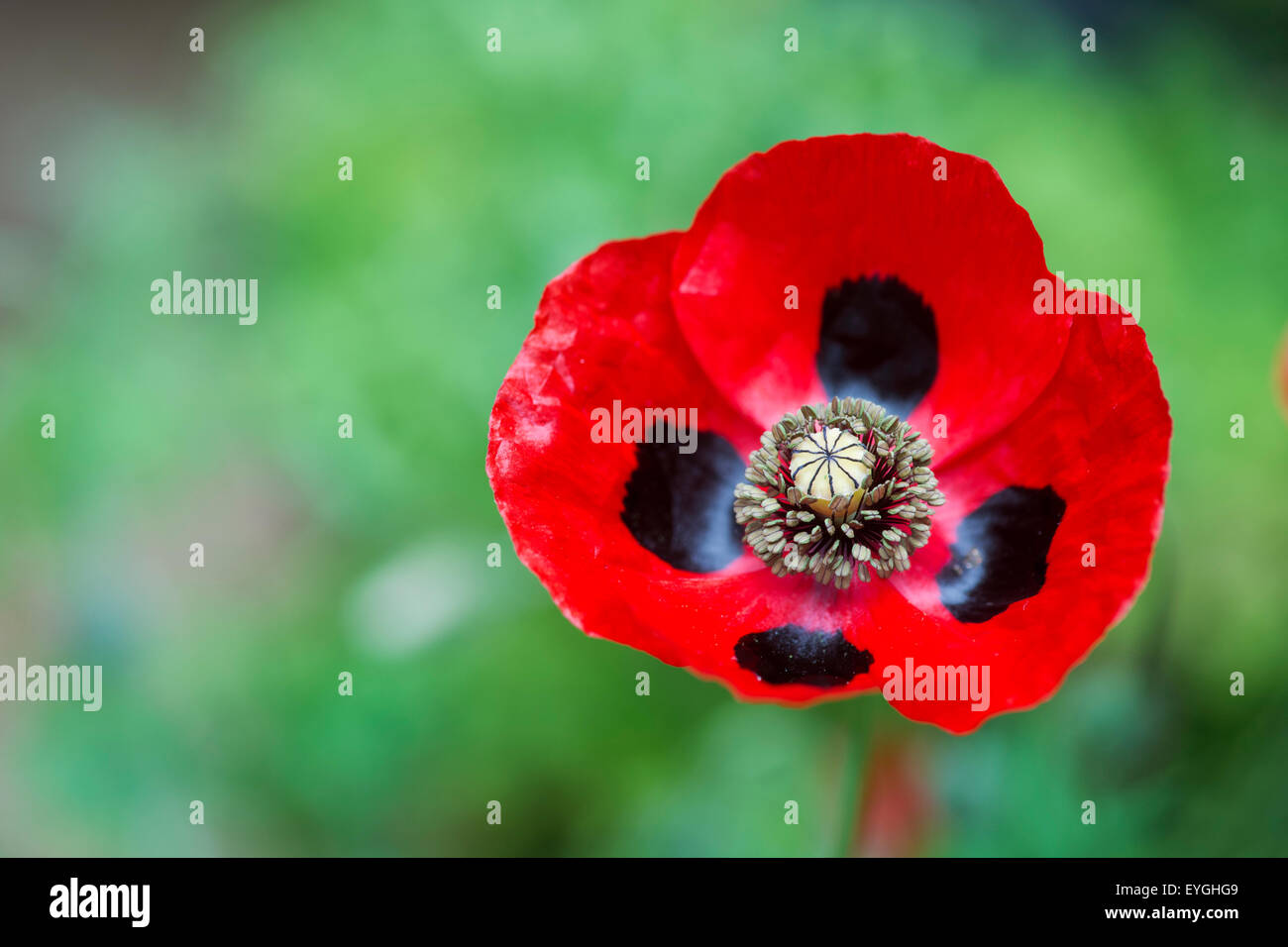 Papaver commutatum . Ladybird poppy. Selective focus Stock Photo