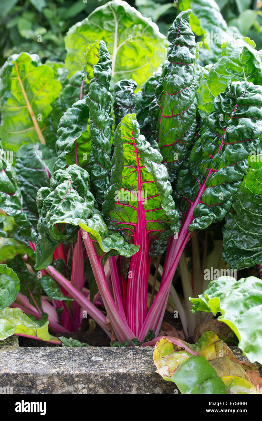 Beta vulgaris. Swiss chard 'bright lights' in a vegetable patch Stock Photo